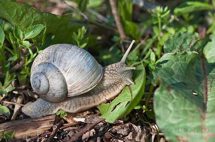 WAH013445.jpg - Vinbjergsnegl (Edible Snail)