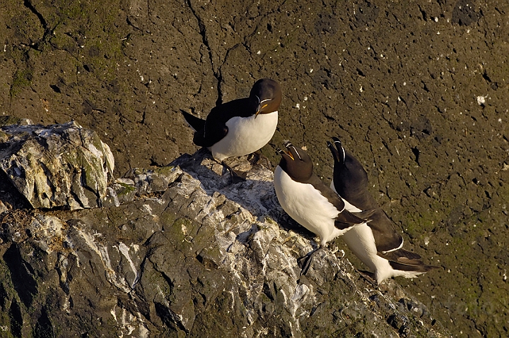 WAH007377.jpg - Alke (Razorbills)