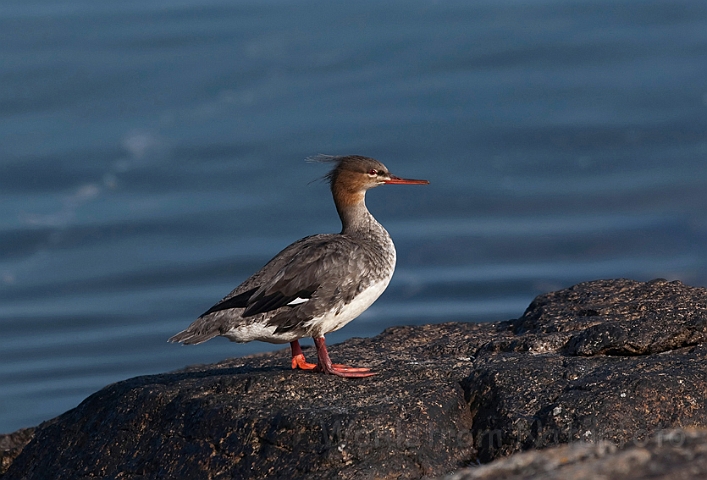 WAH009500.jpg - Toppet skallesluger, hun (Red-breasted Merganser, female)