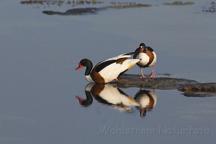 WAH009984.jpg - Gravænder (Shelducks)