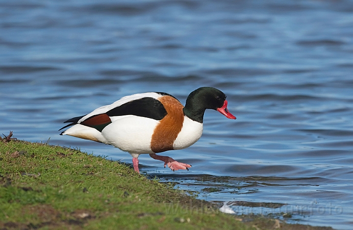WAH010451.jpg - Gravand, han (Shelduck, male)