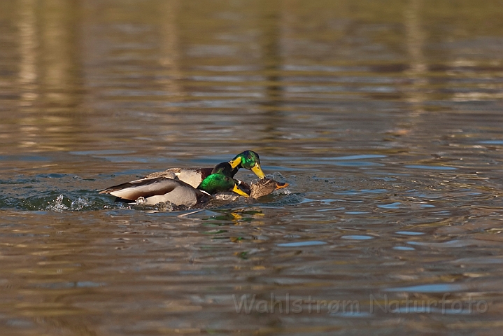 WAH012360.jpg - Gråænder (Mallards)