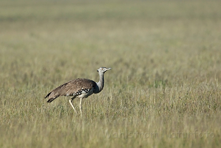 WAH021596.jpg - Koritrappe (Kori Bustard)
