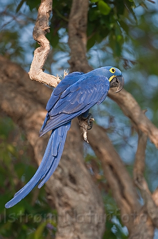 WAH019540.jpg - Hyacint Ara (Hyacinth Macaw)