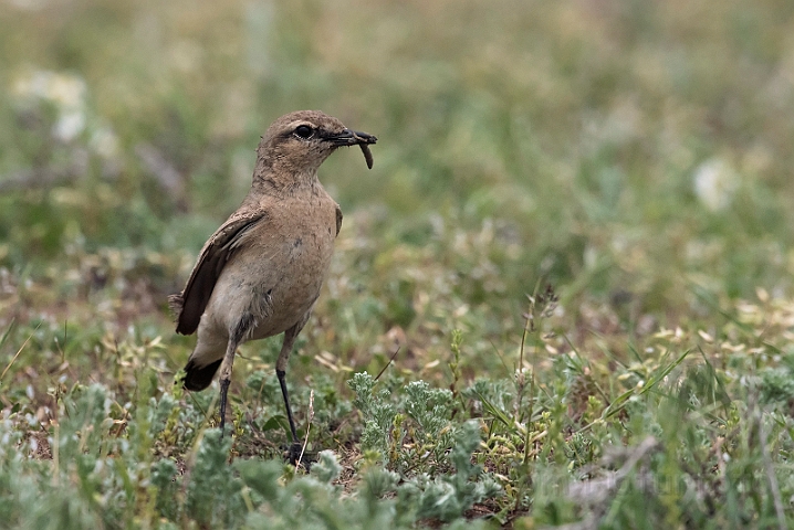 WAH030549.jpg - Isabella stenpikker (Isabelline Wheatear)
