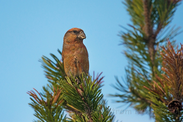 WAH027214.jpg - Stor korsnæb, han (Parrot Crossbill, male)