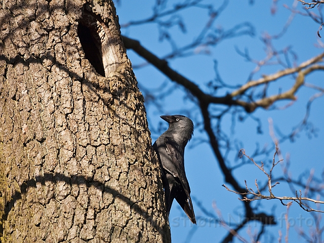 WAH017422.jpg - Allike (Jackdaw)