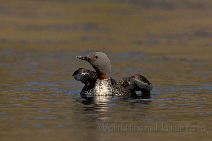 WAH007611.jpg - Rødstrubet lom (Red-throated Diver)