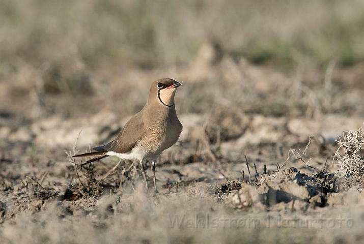 WAH030364.jpg - Braksvale (Collared Pratincole)