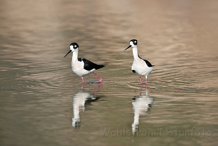 WAH021035.jpg - Sortnakkede stylteløbere (Black-necked Stilts)