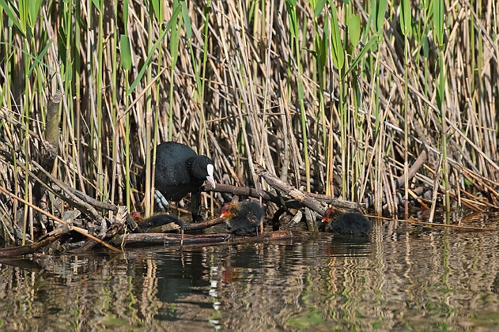 WAH010525.jpg - Blishøne (Coot)