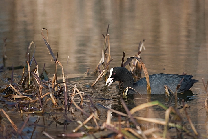 WAH012356.jpg - Blishøne (Coot)