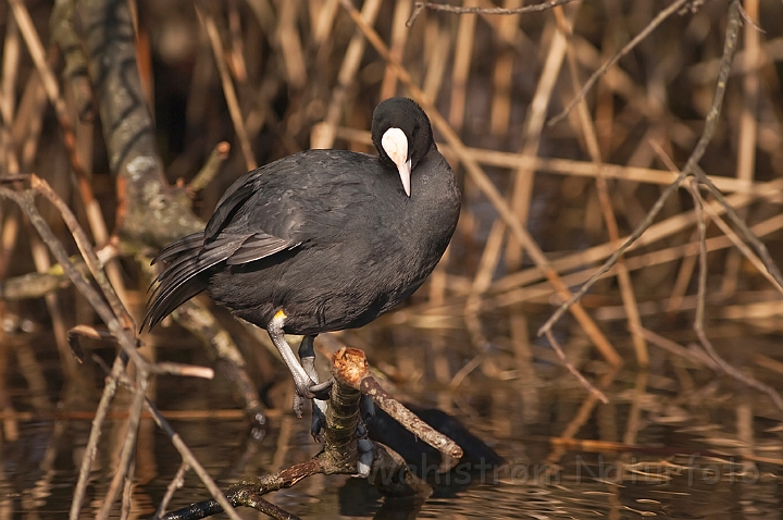 WAH012384.jpg - Blishøne (Coot)