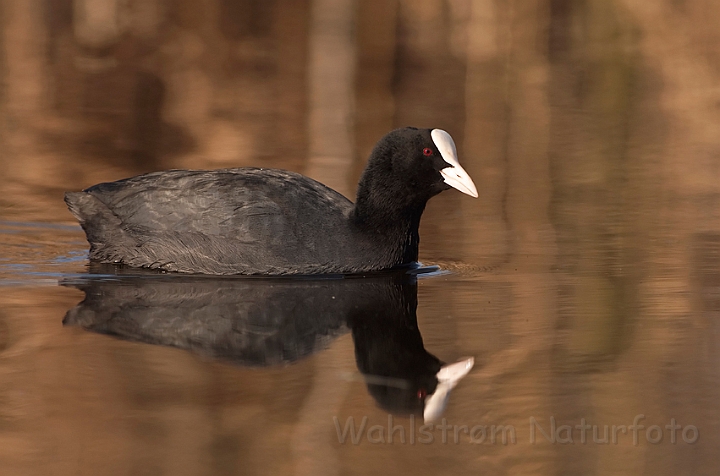 WAH012394.jpg - Blishøne (Coot)
