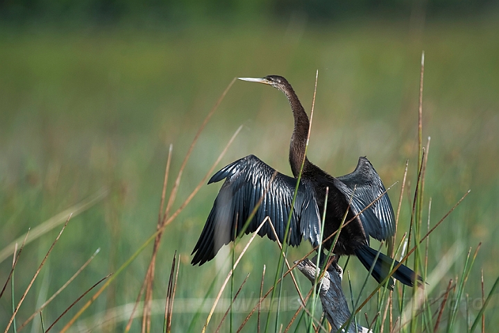 WAH021187.jpg - Afrikansk slangehalsfugl (African Darter)