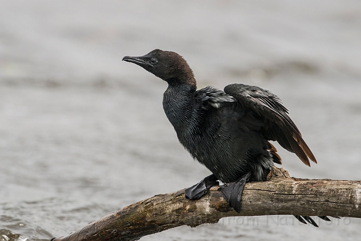 WAH028257.jpg - Dværgskarv (Pygmy Cormorant)