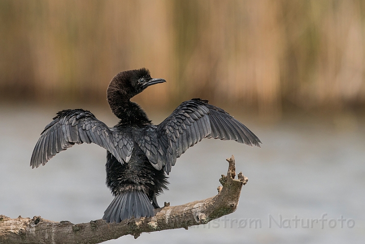 WAH028261.jpg - Dværgskarv (Pygmy Cormorant)
