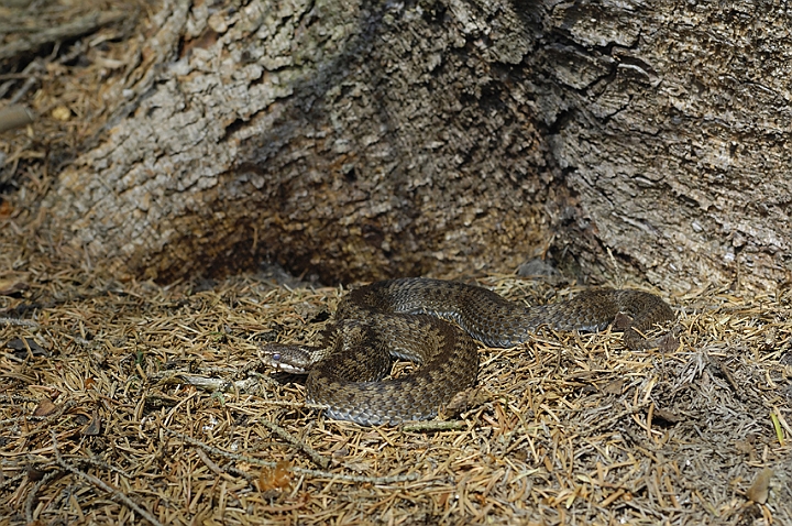 WAH005694P.jpg - Hugorm (Viper)