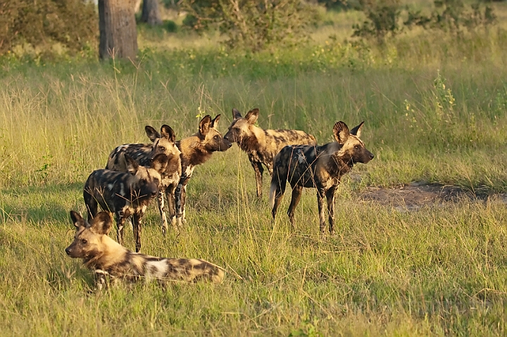 WAH022466.jpg - Afrikanske vildhunde (African Wild Dogs)