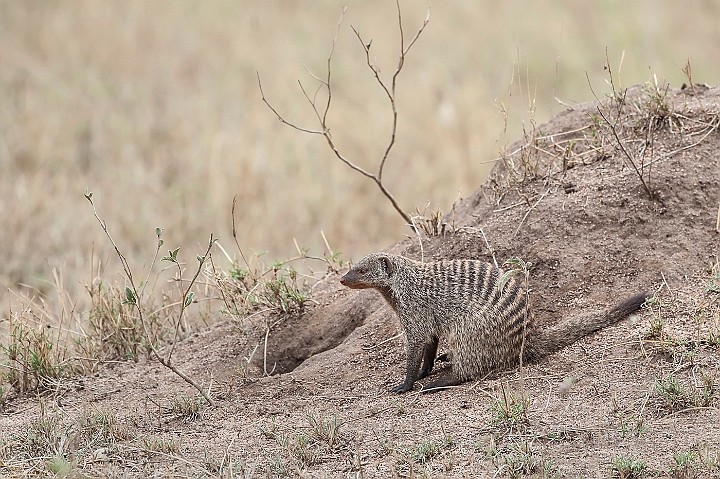 WAH025306.jpg - Zebramangust (Banded Mongoose)