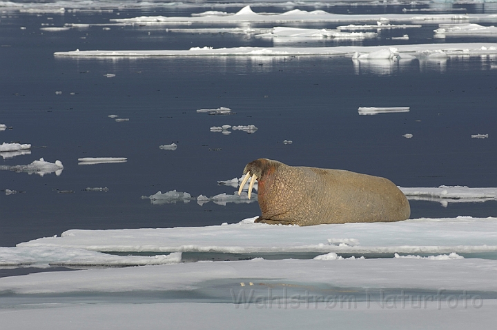 WAH007932.jpg - Hvalros (Walrus), Svalbard
