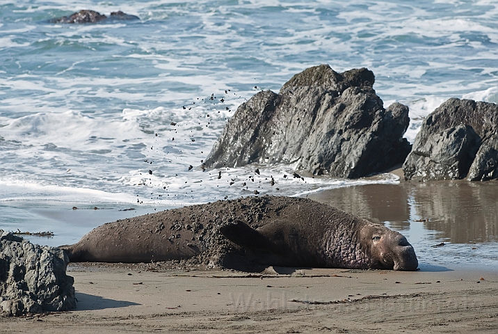 WAH020545.jpg - Nordlig søelefant, han (Northern Elephant Seal, male)