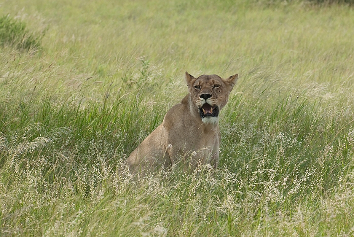 WAH021461.jpg - Løvinde (Lioness)