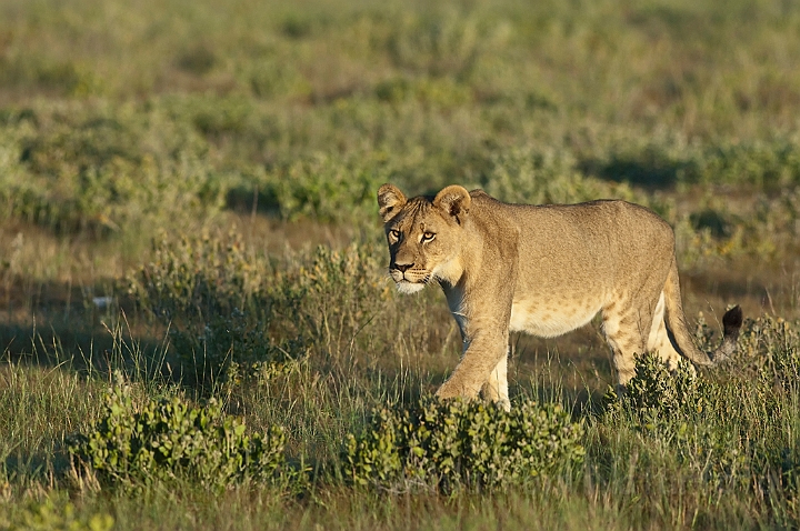 WAH021553.jpg - Løve (Lion)