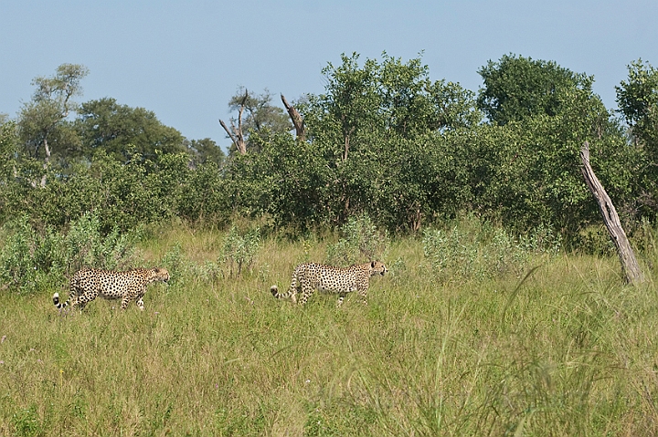 WAH022224.jpg - Gepard (Cheetah)