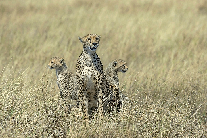 WAH025322.jpg - Gepard med unger (Cheetah with Cubs)