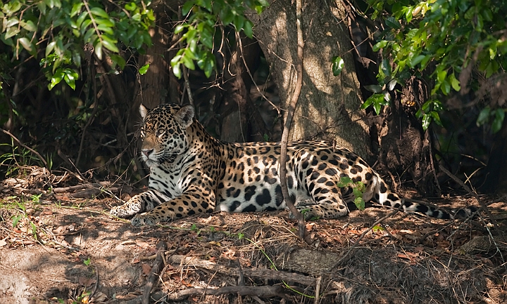 WAH019801.jpg - Jaguar, Pantanal Brazil
