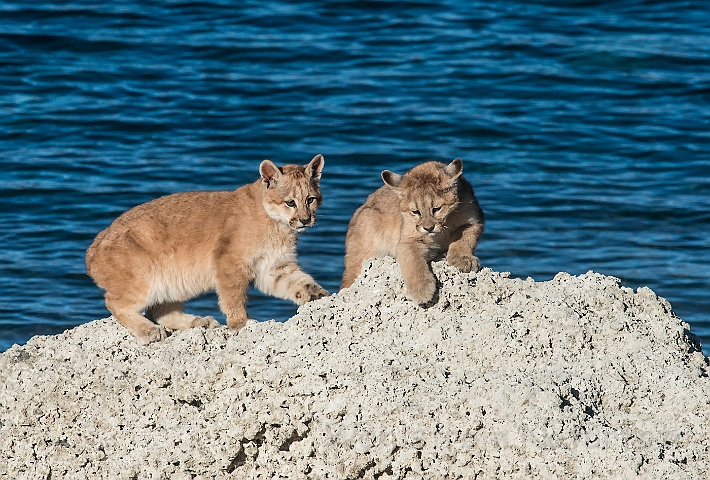WAH025907.jpg - Pumaunger (Mountain Lion Cubs)
