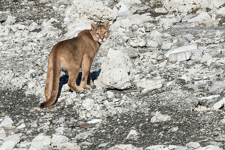 WAH025911.jpg - Puma (Mountain Lion)
