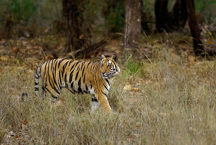 WAH006500.jpg - Tiger Bandhavgarh Nat. Park, India