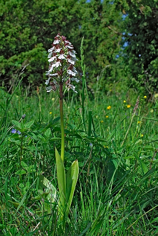 WAH007177.jpg - Stor gøgeurt (Lady Orchid)