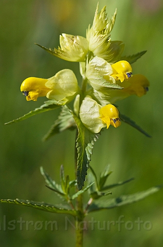 WAH023564.jpg - Stor skjaller (Greater Yellow-rattle)