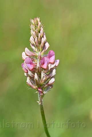 WAH024187.jpg - Esparsette (Sainfoin)