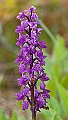 WAH023645