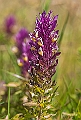 WAH028808