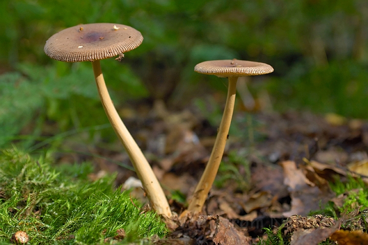 WAH008085.jpg - Brun kam-fluesvamp (Tawny Grisette)
