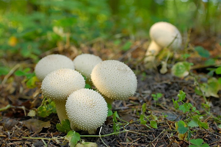 WAH008086.jpg - Krystal-støvbold (Puffball)