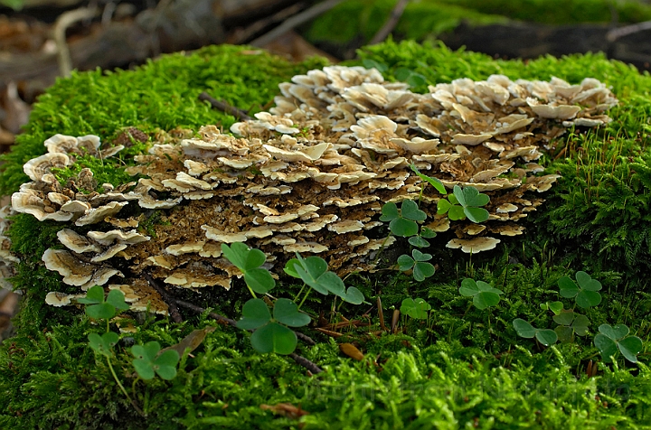 WAH008092.jpg - Bæltet læderporesvamp (Trametes ochracea)