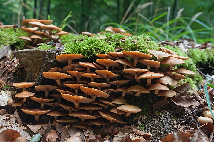 WAH011383.jpg - Foranderlig skælhat (Two-toned Pholiata)