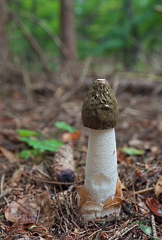 WAH011532.jpg - Almindelig stinksvamp (Common Stinkhorn)