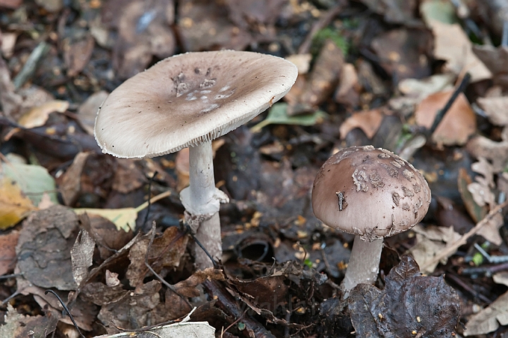 WAH015282.jpg - Høj fluesvamp (Grey Spotted Amanita)