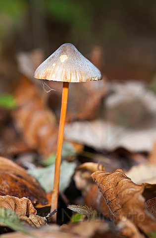 WAH015409.jpg - Gulmælket huesvamp (Saffrondrop Bonnet)