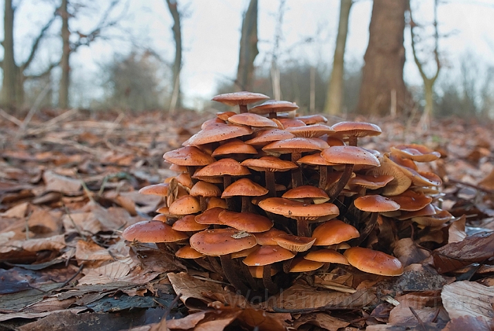 WAH016077.jpg - Fløjlsfod sp. (Flammulina sp.)
