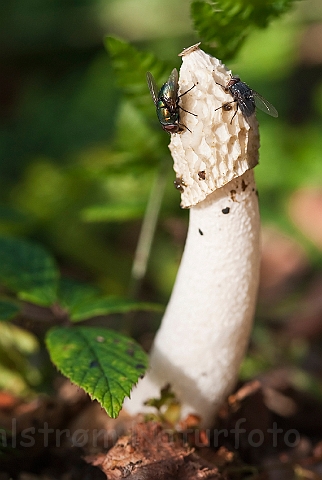 WAH019247.jpg - Almindelig stinksvamp (Common Stinkhorn)