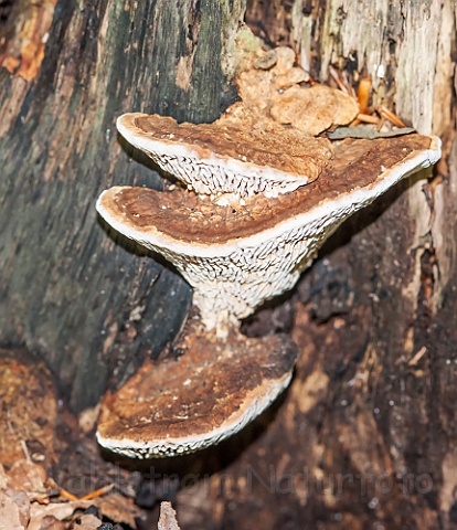 WAH029768.jpg - Ege-Labyrintsvamp (Oak Mazegill)