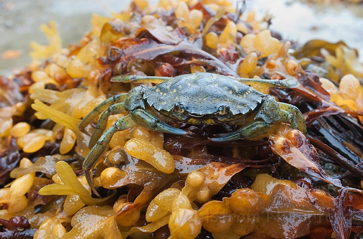 WAH011258.jpg - Almindelig strandkrabbe (Shore Crab)